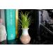 10 Ionantha Tillandsia Air Plants 2-3.5 Inches | Live Tropical House Plants for Home Decor & Terrariums - Buy Online on GoSupps.com
