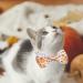 Fall Bow Tie Pumpkin Cat Collar Set with Bell | Autumn Thanksgiving Harvest Holiday Collar for Cats | Pumpkin Patch Design for Boys and Girls - Buy Online on GoSupps.com