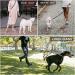 Hands-Free Multi-Function Dog Lead - Strong 1.4cm Thick Nylon Training Leash | 3 Adjustable Lengths | for Small, Medium, Large Dogs | Black 7ft x 1/2 - Buy Online on GoSupps.com