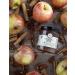 Fischer & Wieser Pecan Apple Butter 10.6 Oz - Pack of 2 | 10.9 Fl Oz - Buy Online on GoSupps.com