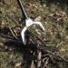 Unger Professional Rugged Reacher 42.5 Grabber Tool for Outdoor Cleaning and Trash Pickup - Buy Online on GoSupps.com