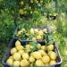 L'Idaeale Farm Untreated fresh lemons untreated lemons 9 kg edible peel guaranteed Giardino Digital Products in Calabria Made in Italy - Buy Online on GoSupps.com