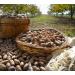 Buy Mundo Feliz Organic Pecan Nuts - 5 x 100g | Premium Quality Healthy Snack International Shipping Available - Buy Online on GoSupps.com
