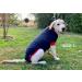 Dog Surgical Bodysuit - Wound Protection Suit for Dogs | Medical Recovery Shirt (S Blue) - Buy Online on GoSupps.com