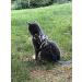 Mynwood Cat Jacket/Harness Arctic Combat Adult Cat - Buy Online on GoSupps.com