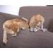 SmartyKat Skitter Critters Catnip Cat Toys Value Pack - 10 Count (Model 9085) - Buy Online on GoSupps.com