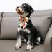 Unique Style Paws Adjustable Flower Dog Collar - Comfortable Cotton Metal Buckle L Size (40.6 61 cm) - Colorful Orange & Pink Design for Boys & Girls - Buy Online on GoSupps.com