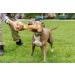 Buy Irish Premium Beef Chewing Bones for Dogs | Cereal-Free & Sensitive | Large Postman's Leg - Buy Online on GoSupps.com