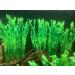 BEGONDIS Aquarium Decoration - 14pcs Artificial Green Aquatic Plants & Seaweed for Fish & Pets | Ships Internationally - Buy Online on GoSupps.com