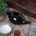 Durable Ceramic Neti Pot | Leak Proof Design | Microwave & Dishwasher Safe | Natural Sinus Relief | Comfort Grip Handle (Black/Brown) - Buy Online on GoSupps.com