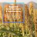 Organic Millet Hulls - 100% USA Grown | Ideal for Pillows, Bolsters & Cushions | Chemical-Free & Hypoallergenic | 1 lb - Buy Online on GoSupps.com