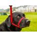 Gencon Mini All-in-1 Headcollar and Lead Black Left-Handed - Buy Online on GoSupps.com