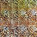 Heidi Swapp 314494 Mink-Reactive Leopard Wheel - 12 Inch x 6 Feet Roll - Buy Online on GoSupps.com