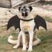 Rypet Dog Bat Costume - Halloween Pet Costume Bat Wings Cosplay Dog Costume Cat Costume for Party Large (Pack of 1) - Buy Online on GoSupps.com