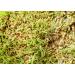 Organic Wheat Berries 1lb - Non-GMO, Kosher, Raw, Sproutable - Vegan - Sodium & Sugar Free - Buy Online on GoSupps.com