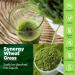 Synergy Natural Organic Wheat Grass Powder 500g - Pure and Potent Superfood - Buy Online on GoSupps.com