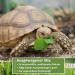 BEESI 100g Turtle Seed Mix for Fodder Plants - Includes Sowing Instructions & Herbs | International Shipping Available - Buy Online on GoSupps.com
