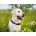 Pets First NHL Colorado Avalanche Large Collar for Dogs & Cats - Adjustable & Stylish Hockey Fan Gear - Buy Online on GoSupps.com