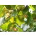 Buy Premium XL Hazelnuts in Shell - 3Kg from Germany | Fresh & Natural Nuts - Buy Online on GoSupps.com