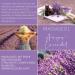 Danichou Amyris Lavender Massage Oil 250ml - 100% Vegan Natural Relaxing Fragrance - Deep Relaxation & Well-Being - No Colors or Preservatives - Buy Online on GoSupps.com