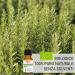 Organic Rosemary Oil 100% Pure - 30ml Essential Oil for Aromatherapy & Cosmetic Use | Laboratory Tested - Buy Online on GoSupps.com