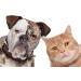 PetSilver Wound Gel & Ear Wash Bundle - AG21 Complex, Chelated Silver - 8oz - Buy Online on GoSupps.com