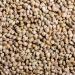Buy Premium Hemp Seeds 5Kg | Fishing Bait Bird Feed & Winter Scatter Feed | Harvest 2023 | Ideal for Horses & Rodents - Buy Online on GoSupps.com