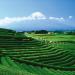 Palais des Th s SENCHA ARIAKE Th vert du Japon Notes Iod es et V g tales Boite M tal 100g - Buy Online on GoSupps.com