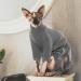 Hjyokuso Sphynx Cat Clothing - Breathable Soft Sweater Warm Cat Mantle Four-Legged Catwear for Sphynx Cornish Rex Devon Rex Peterbald - XL Gray - Buy Online on GoSupps.com