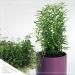 Live Aromatic Rosemary in Decorative Pot - Set of 6 | Healthy and Vibrant Display - Buy Online on GoSupps.com