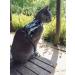 Mynwood Escape Proof Jacket/Harness for Adult Cats - Blue | International Shipping Available - Buy Online on GoSupps.com