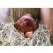Organic Blue Mountain Hay Bedding Straw for Small Pets & Chickens - 3 lb Fresh Farm Delivery - Buy Online on GoSupps.com