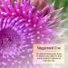 Nature's Secret Milk Thistle Liver Cleanse - 18 Botanical Blend for Detox & Healthy Liver Function - Antioxidant Support - 60 Tablets - Buy Online on GoSupps.com