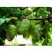 Dried Graviola Leaves Dried Soursop Tea Leaves Hojas de Guanabana 4 oz (113 G) - Buy Online on GoSupps.com
