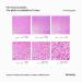 Hemway Microfine Ultra Schein Glitter - 100g Cosmetic Safe Rosa Holographic Pink | Best for Beauty & Crafts - Buy Online on GoSupps.com