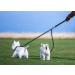 Sweetie Dual Shock Absorbing Bungee Dog Lead Splitter - Ideal for Walking 2 Small to Medium Dogs - Reflective Stitching, No Tangle Design - Buy Online on GoSupps.com