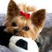 The Thoughtful Brand 50 Pcs Dog Hair Bows with Rubber Bands - Gentle & Durable for Your Pup - Includes Bonus Grooming Comb - Buy Online on GoSupps.com
