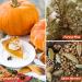 Esslux Autumn Scented Oil Set for Soap & Candle Making | Essential Oils Gift Set for Diffusers | Orange Cinnamon, Pumpkin Pie, Apple, Spice Harvest, Forest Pine, Maple Syrup - Buy Online on GoSupps.com