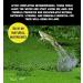Love Wildlife - Wildlife Pond Food 80g - Frogs Toads Newts - Buy Online on GoSupps.com