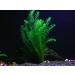 1 Anacharis Bunch - 4+ Stems | Egeria Densa - Beginner Tropical Live Aquarium Plant by Aquarium Plants & Pets
