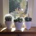 Altman Plants Assorted Cactus Collection - 2.5 Inch 4 Pack - Buy Online on GoSupps.com