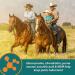 Farnam Next Level Joint Fluid Supplement 16oz - Supports Hip & Joint Health for Horses & Dogs - Buy Online on GoSupps.com