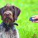 DogCatz Hybrid Dog Clicker and Whistle Training Train Your Pet Dogs and Cats in Obedience (Sky Blue) - Buy Online on GoSupps.com