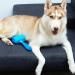 Petlovers Ezroll Reusable Lint Roller - Lifelong Adhesive Multi-Purpose Dust & Lint Remover for Clothing Upholstery & Cars - Sustainable & Washable - Buy Online on GoSupps.com