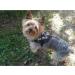 2 custom labels for julius k9 harnesses 12 x 3cm - Buy Online on GoSupps.com
