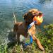 Chew King Fetch Balls: Durable Natural Floating Dog Toy with Squeaker Ball - 4.5 - Buy Online on GoSupps.com