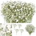 200 Pieces Dried Babys Breath Flowers White Babys Breath Real Flowers Nature Real Dry Pressing Floral Natural Gypsophila Dried Flowers for Wedding Resin Art Craft DIY Card Making