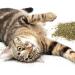 SmartyKat Organic Catnip - 0.5oz Resealable Pouch for Cats & Kittens - Buy Online on GoSupps.com