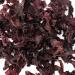 Organic Dulse Leaf from Atlantic Canada - Rich in Iodine and Protein - Naturally Harvested - 4oz Pack - Buy Online on GoSupps.com