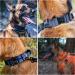 OneTigris Dog Collar with Metal Buckle for Dogs - Durable Black Large Size | International Shipping Available - Buy Online on GoSupps.com